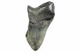 Partial Fossil Megalodon Tooth - Very Heavy #272589-1